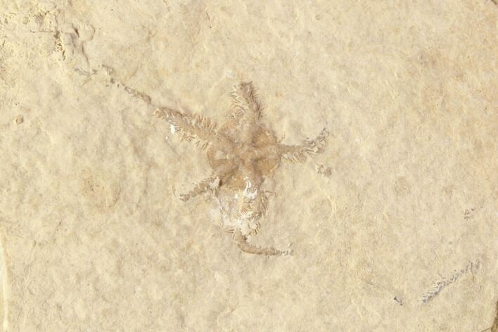 Jurassic Brittle Star (Sinosura) Fossil - Solnhofen #86400